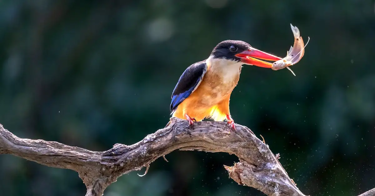 Comment les martins-pêcheurs attrapent-ils leurs proies ?