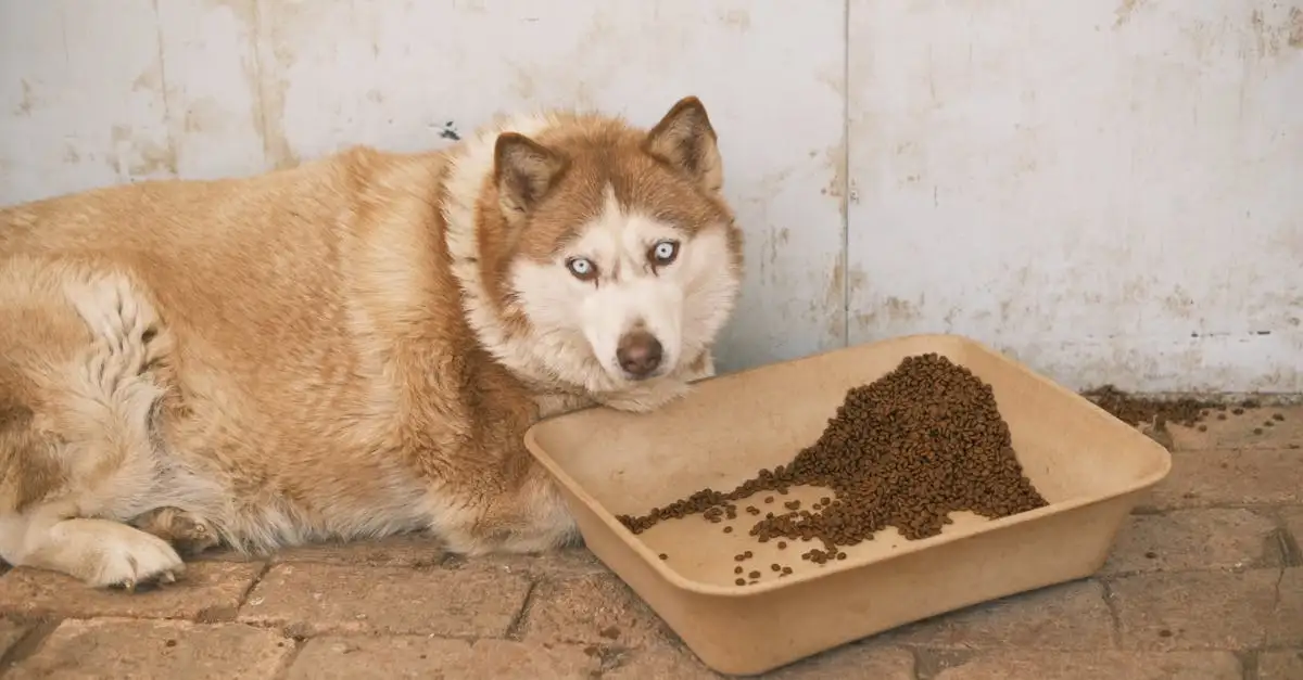 Comment se passe l'adoption de chiens par des sauvetages ?