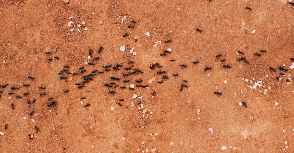 Le vinaigre repousse-t-il vraiment les fourmis en cuisine ?