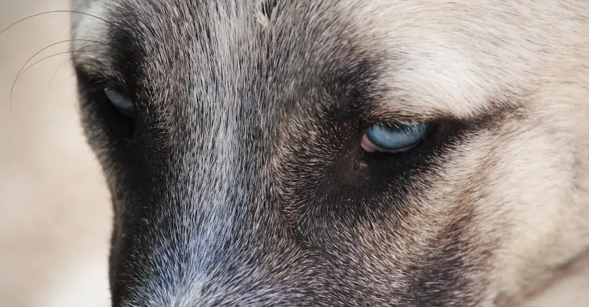 Les chiens peuvent-ils vraiment lire nos émotions ?