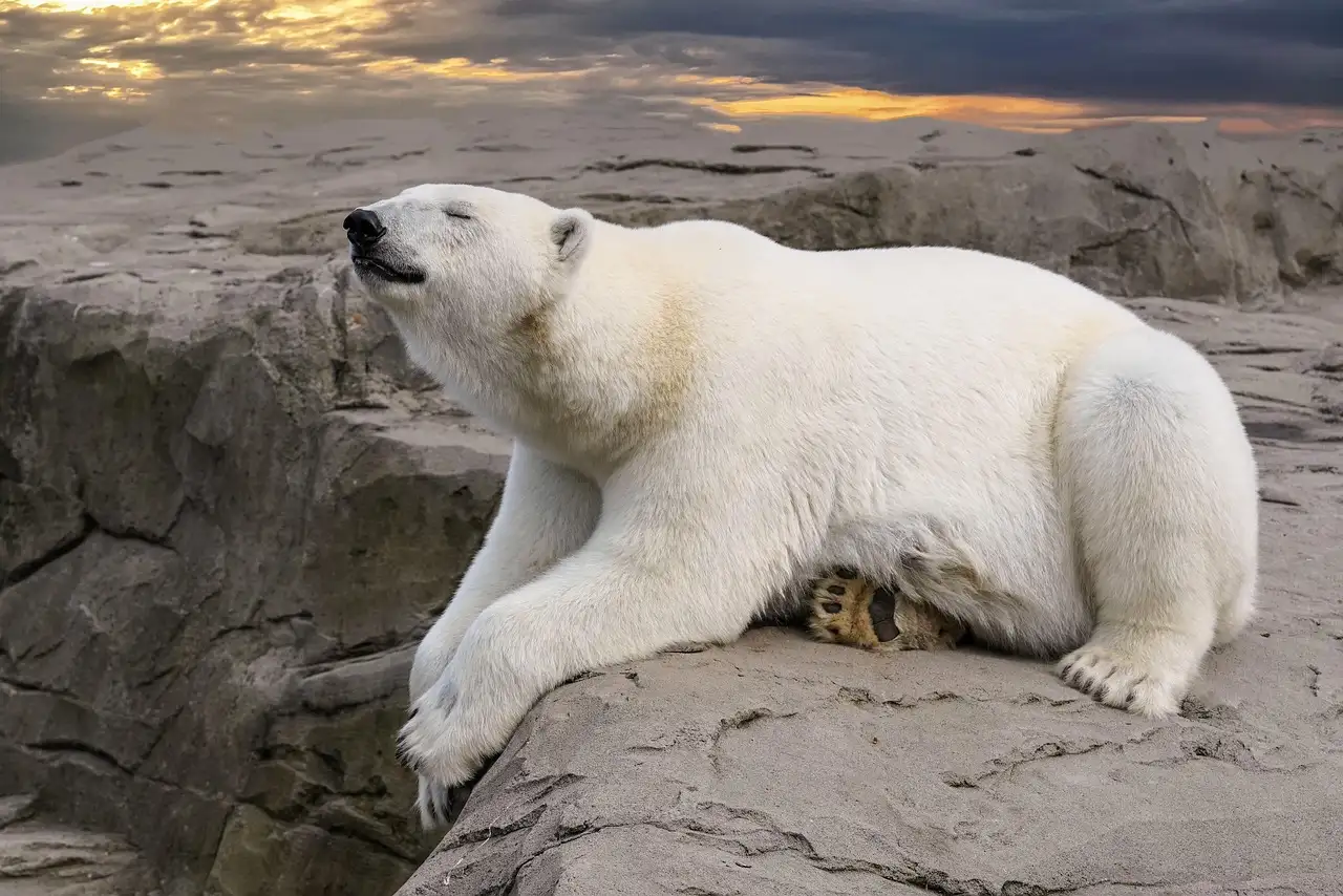 Pourquoi le lac Great Bear au Canada est-il si unique ?