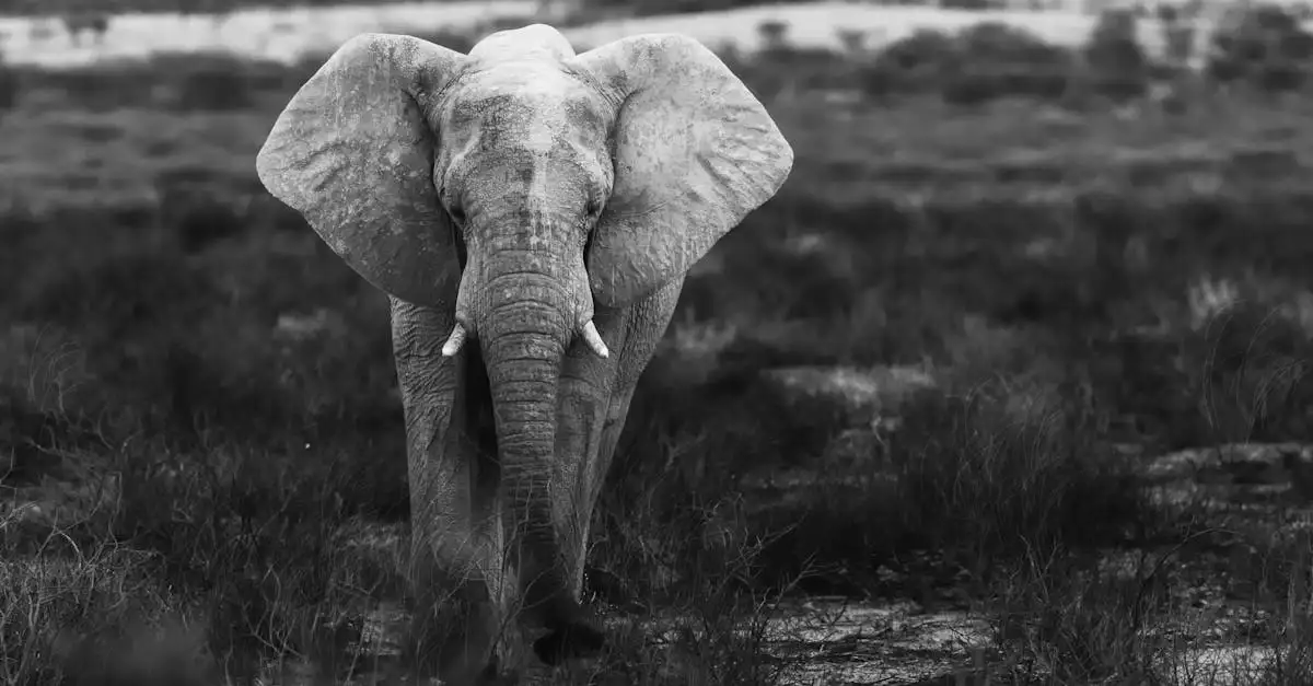 Pourquoi le parc national d'Etosha en Namibie est-il unique ?