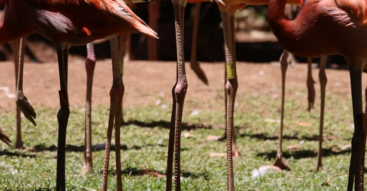 Pourquoi les flamants roses sont-ils si colorés ? Découvrez !