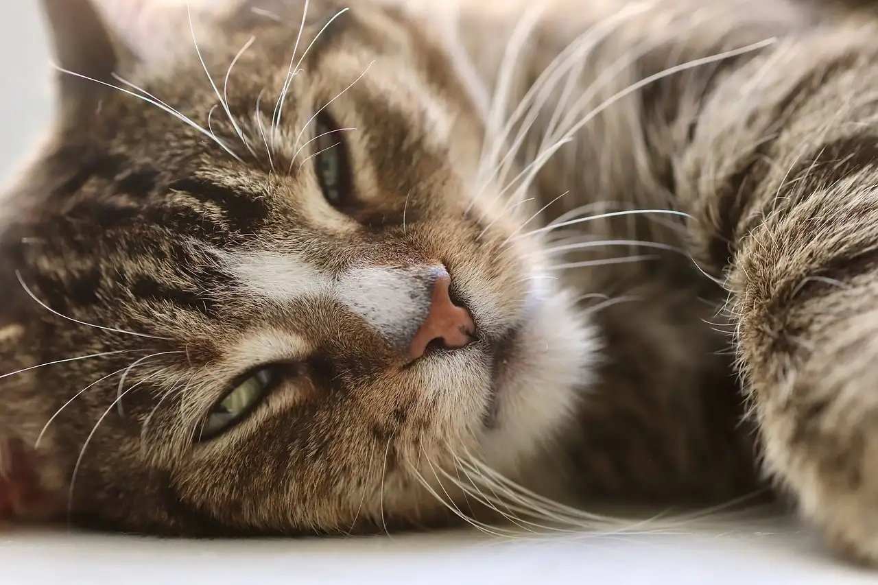 Quelle est la durée des chaleurs chez le chat mâle ?