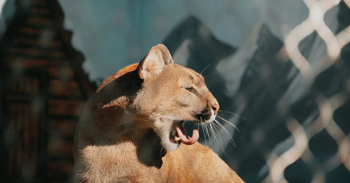 Quelle est l'origine animale des chats domestiques ?