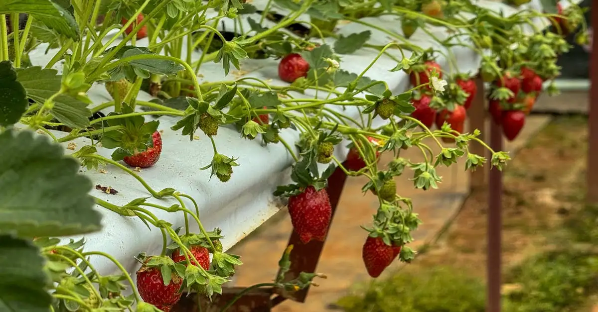 Quelle était l'importance de l'agriculture pour la Rus' de Kiev ?