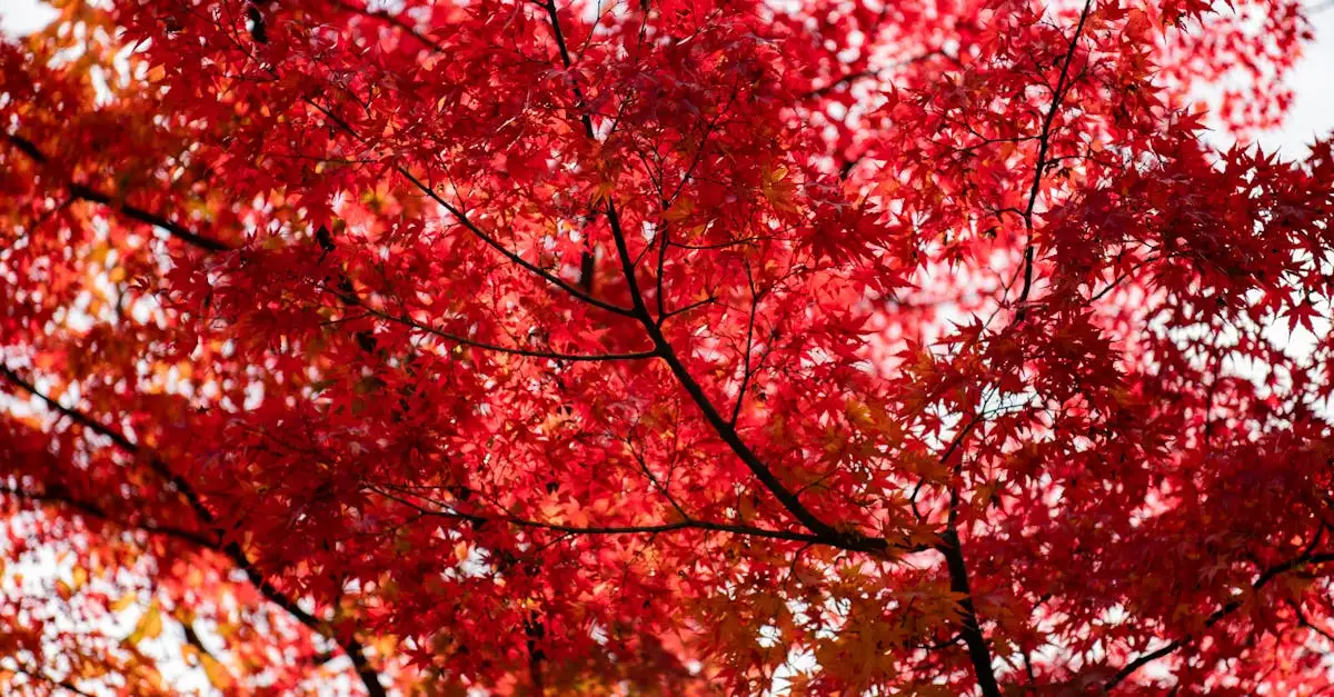 Quelle ville japonaise célèbre pour ses feuilles d'automne ?