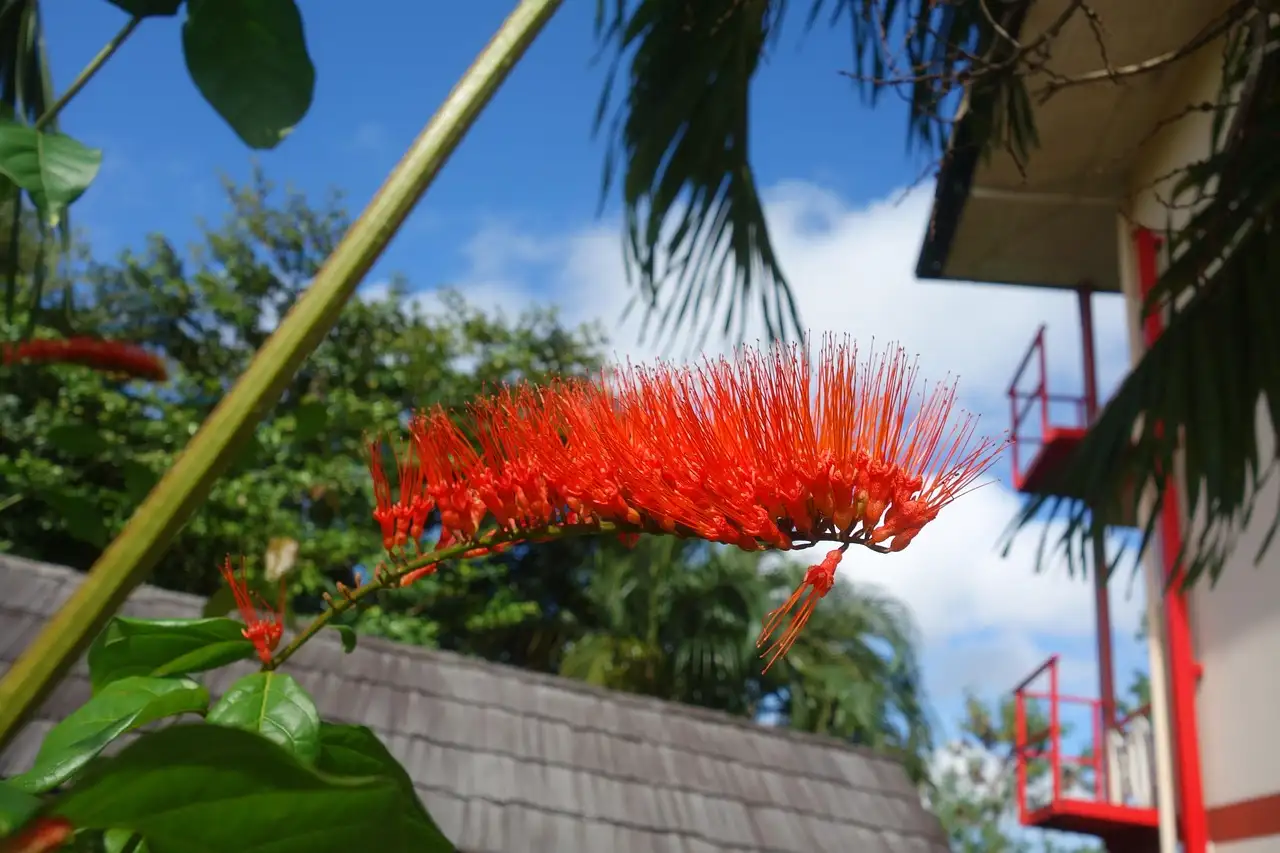 Quelles activités amusantes découvrir au Suriname ?