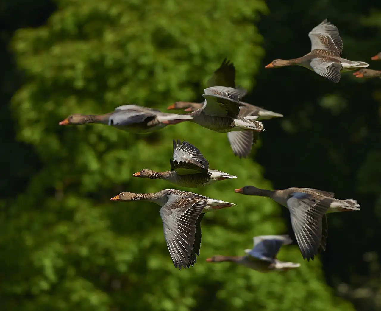 Quelles sont les caractéristiques uniques des oiseaux migrateurs ?