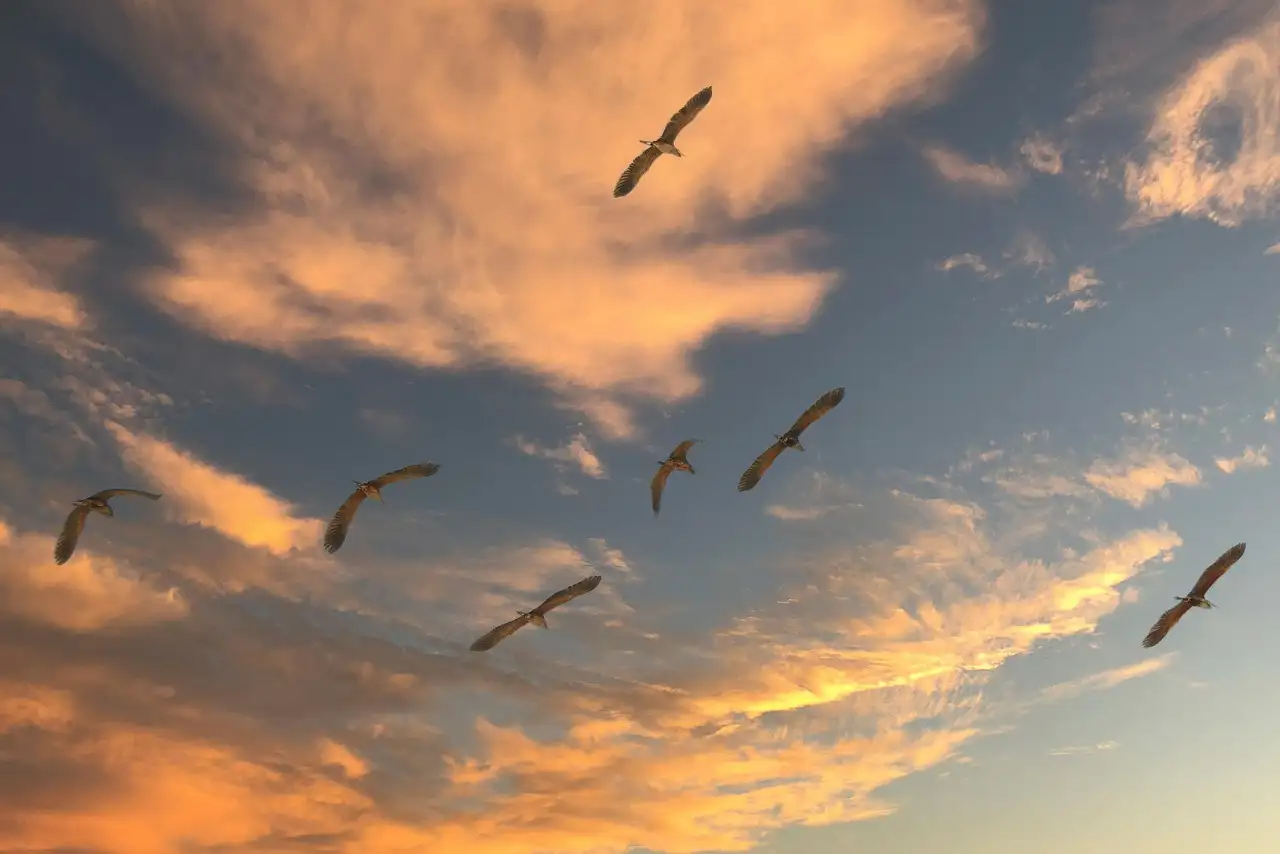 Quelles sont les caractéristiques uniques des oiseaux migrateurs ?