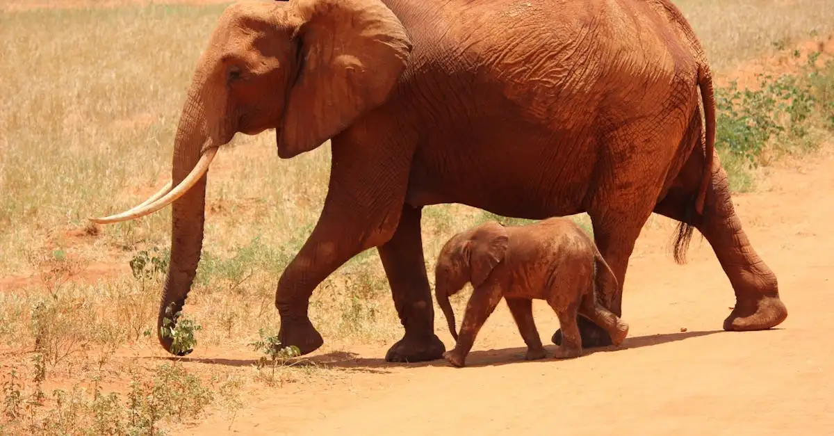 Quelles sont les différences entre éléphants africains et asiatiques ?