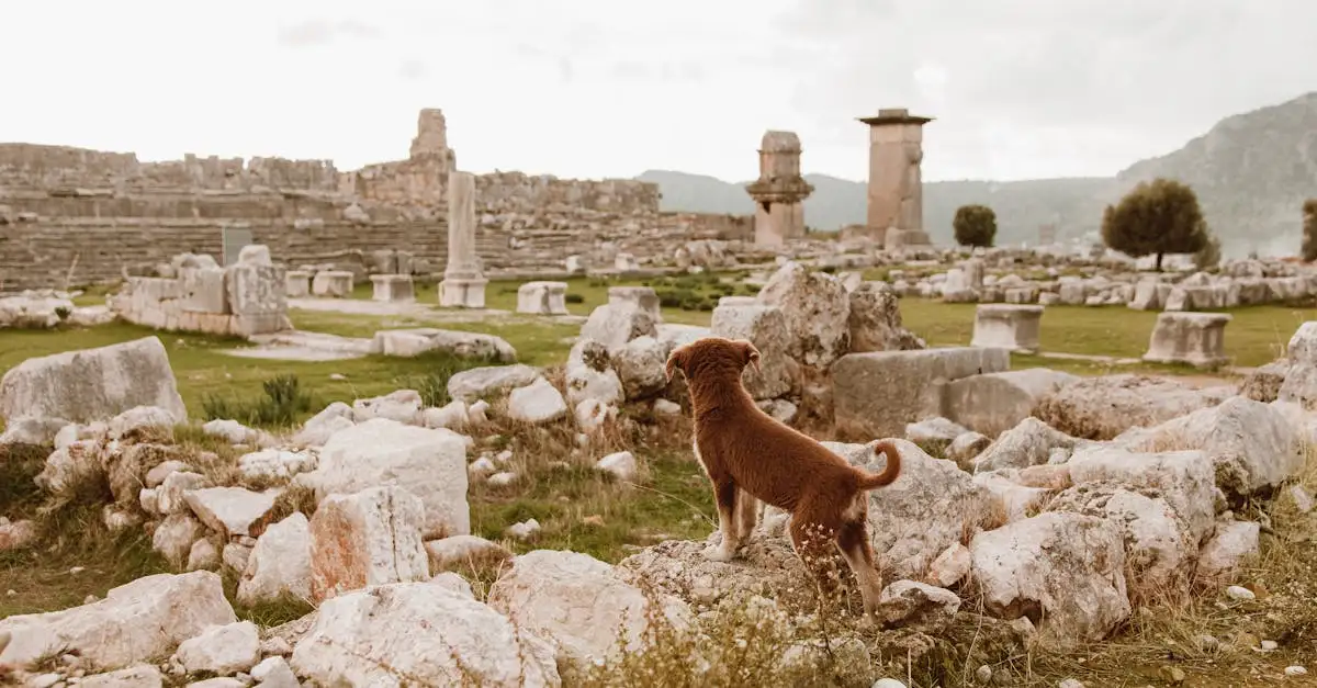 Quelles sont les plus anciennes races de chiens au monde ?
