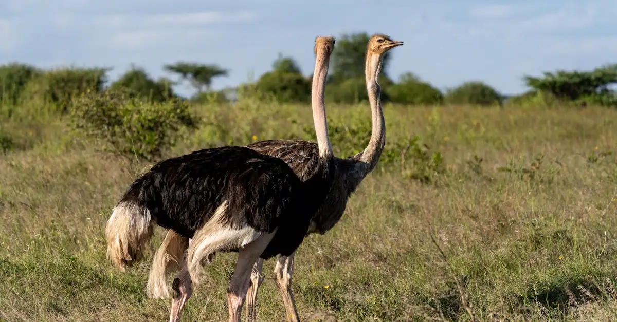 Quelles sont les principales menaces pour les oiseaux sauvages ?