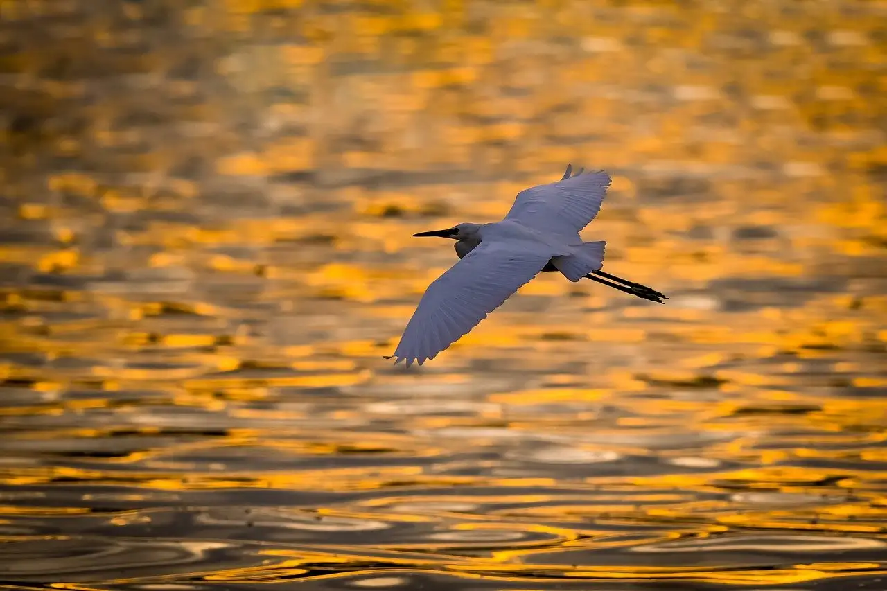 Quelles sont les principales menaces pour les oiseaux sauvages ?