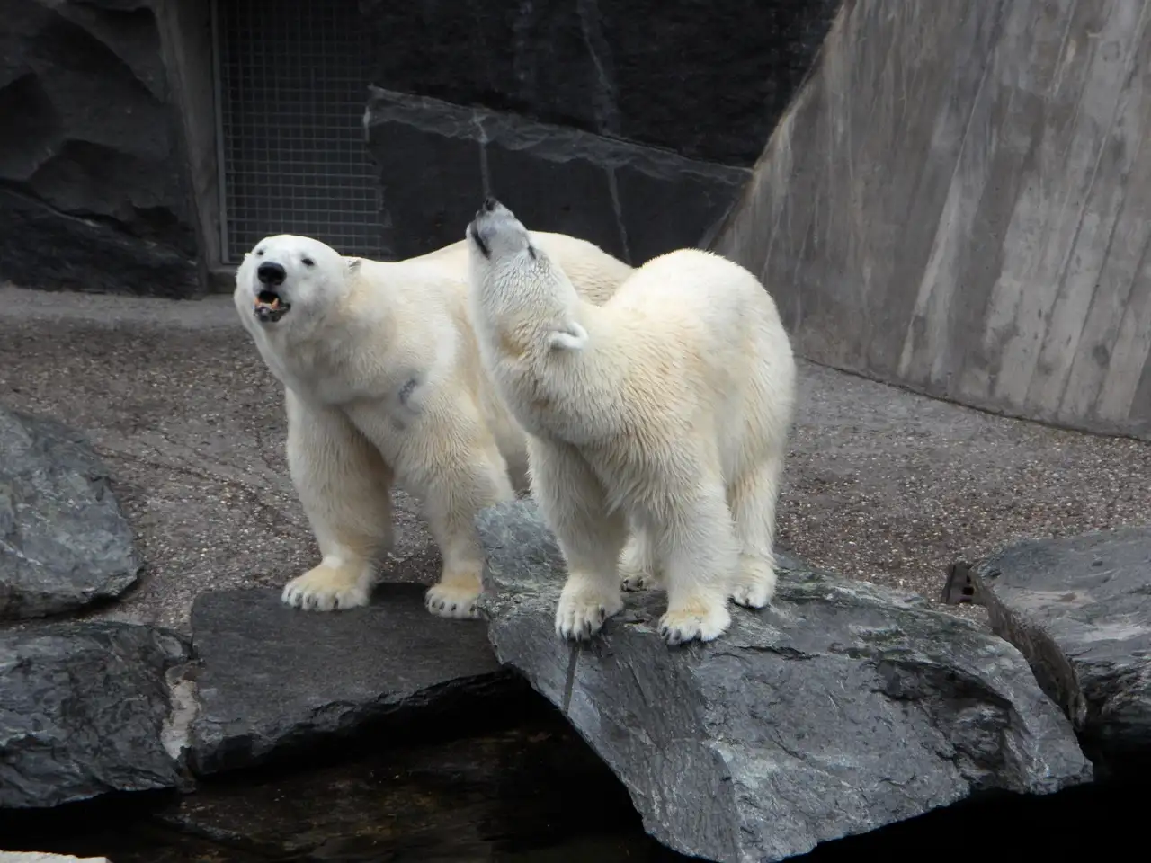 Quels sont les facteurs de l'extinction des espèces ?