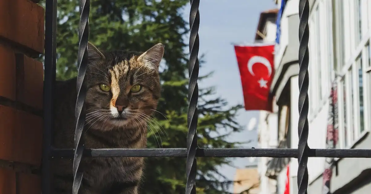 Quels symboles cachent les chats dans les légendes anciennes ?