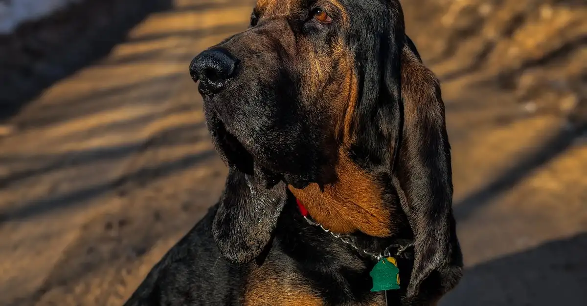 À quelle vitesse détecter l'intoxication chez un chien ?