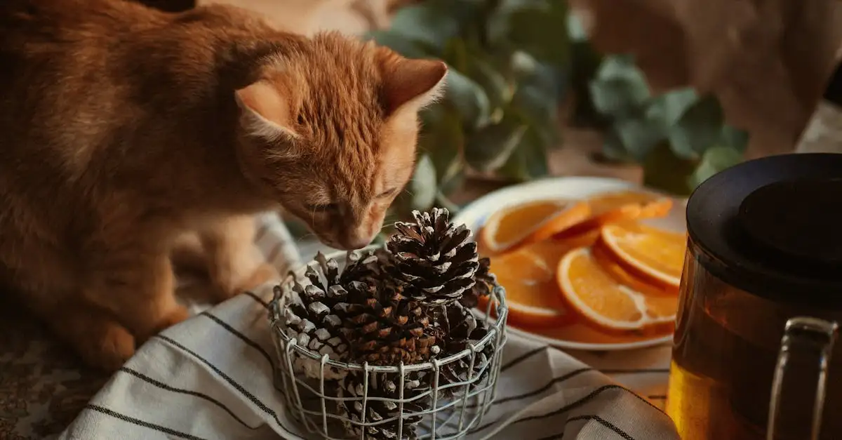 Comment les chats réagissent-ils aux sons et aux odeurs ?
