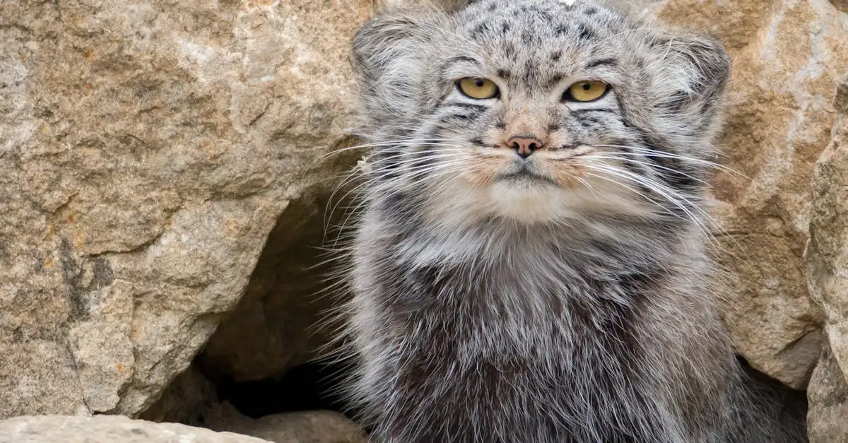 Comment les chats s'adaptent-ils aux différents climats ?
