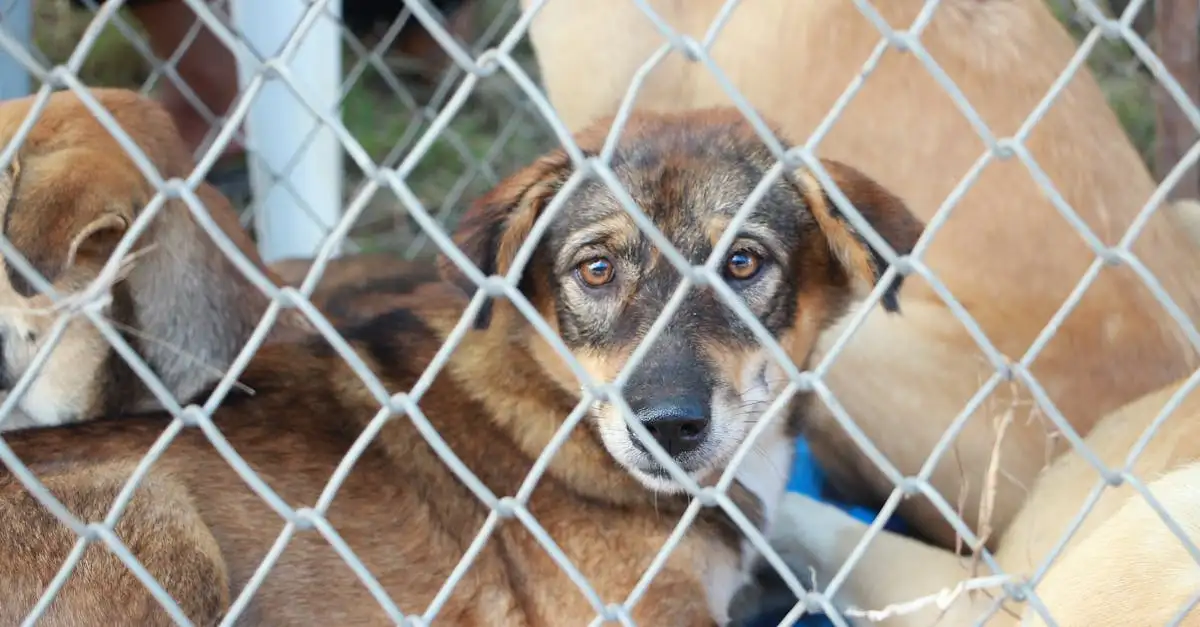 Comment les chiens combattent-ils la solitude ? Découvrez ici !
