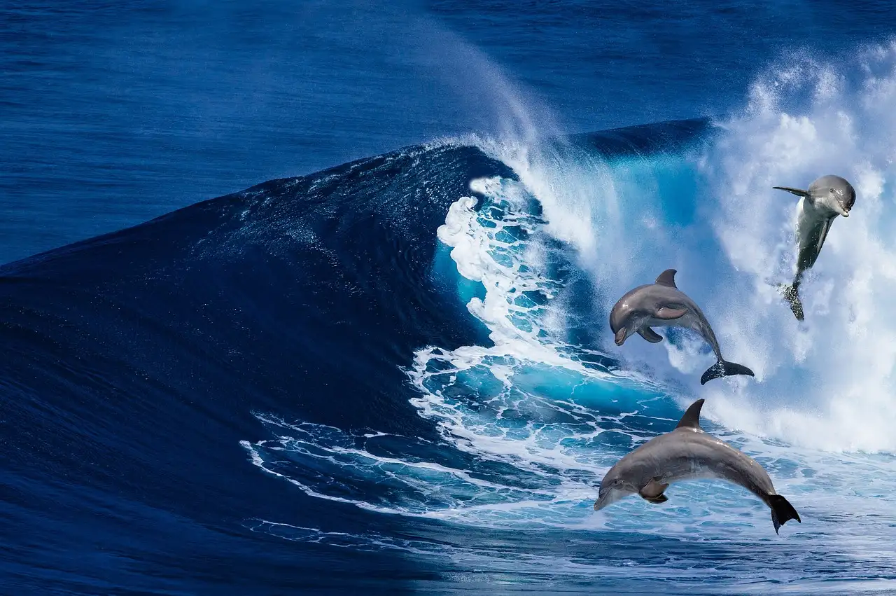 Comment les dauphins communiquent-ils entre eux ?