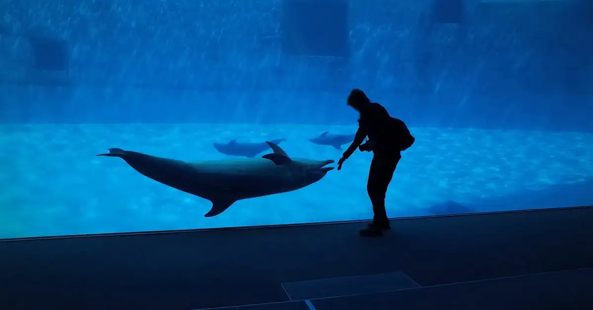 Comment les dauphins utilisent-ils l'écholocation ?