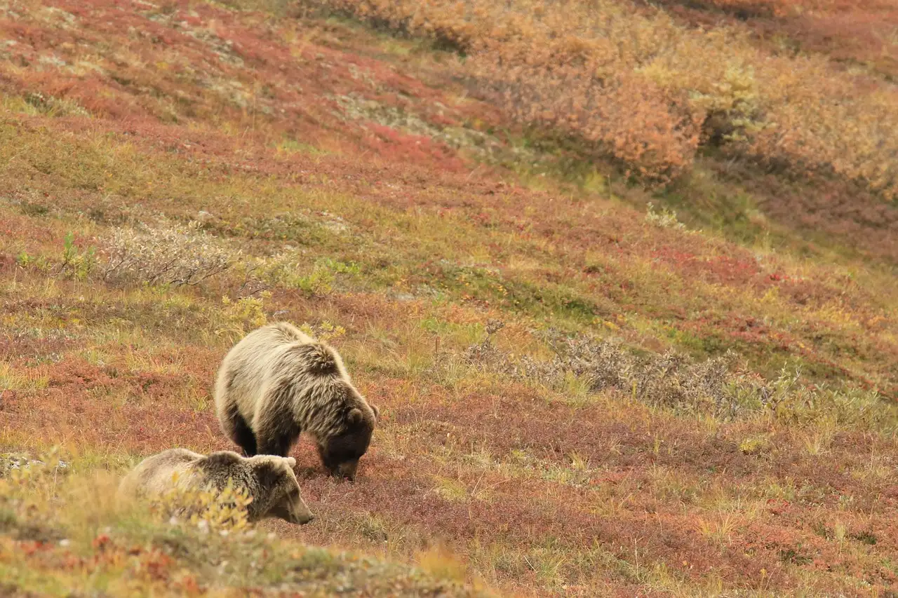 Comment les ours utilisent-ils leur odorat pour chasser ?