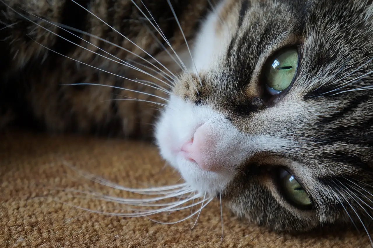 Es-tu vraiment un chat ou juste une illusion ?