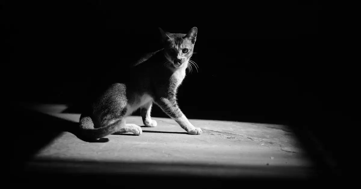 Les chats peuvent-ils vraiment voir dans l'obscurité ?