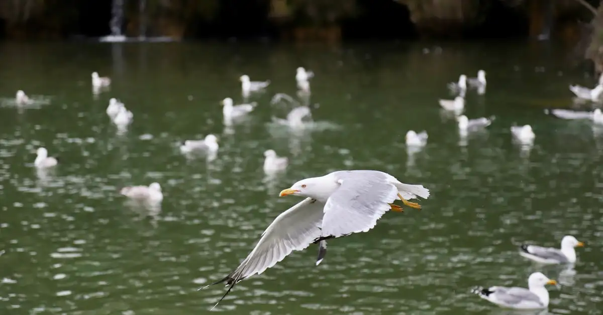 Les oiseaux dorment-ils vraiment en volant ? Découvrez la vérité !