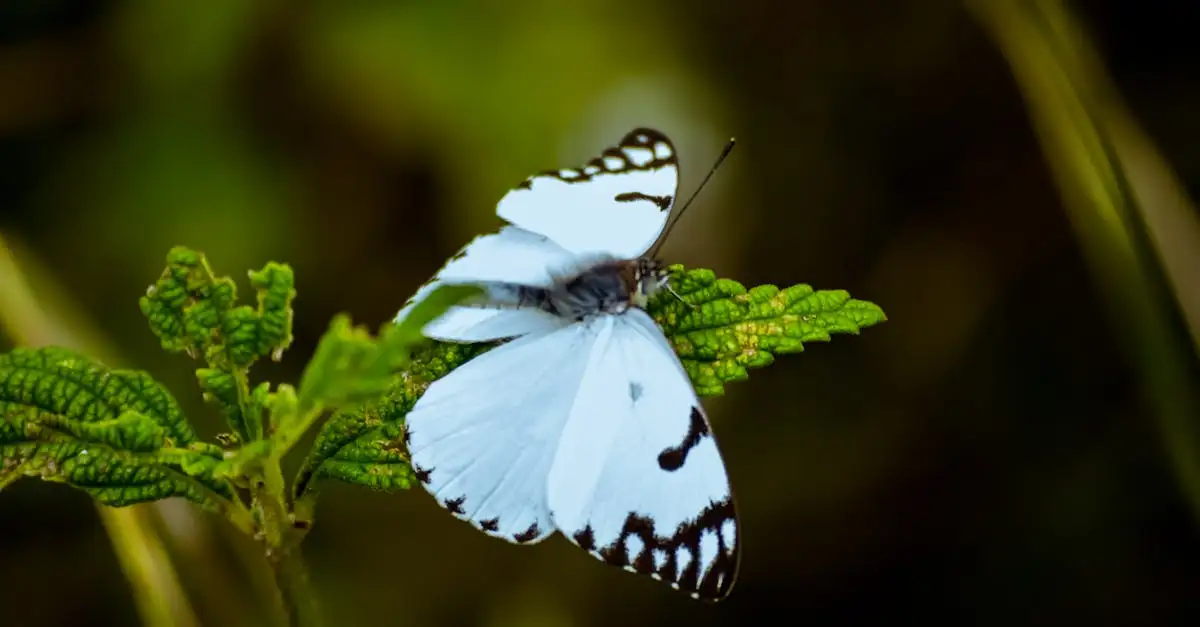 Les papillons utilisent-ils leurs ailes pour se camoufler ?