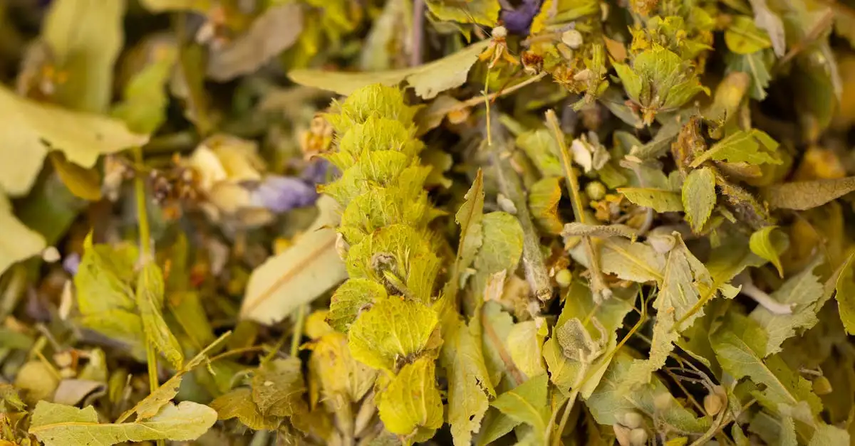 Où la tisane de verveine apporte-t-elle des bienfaits ?