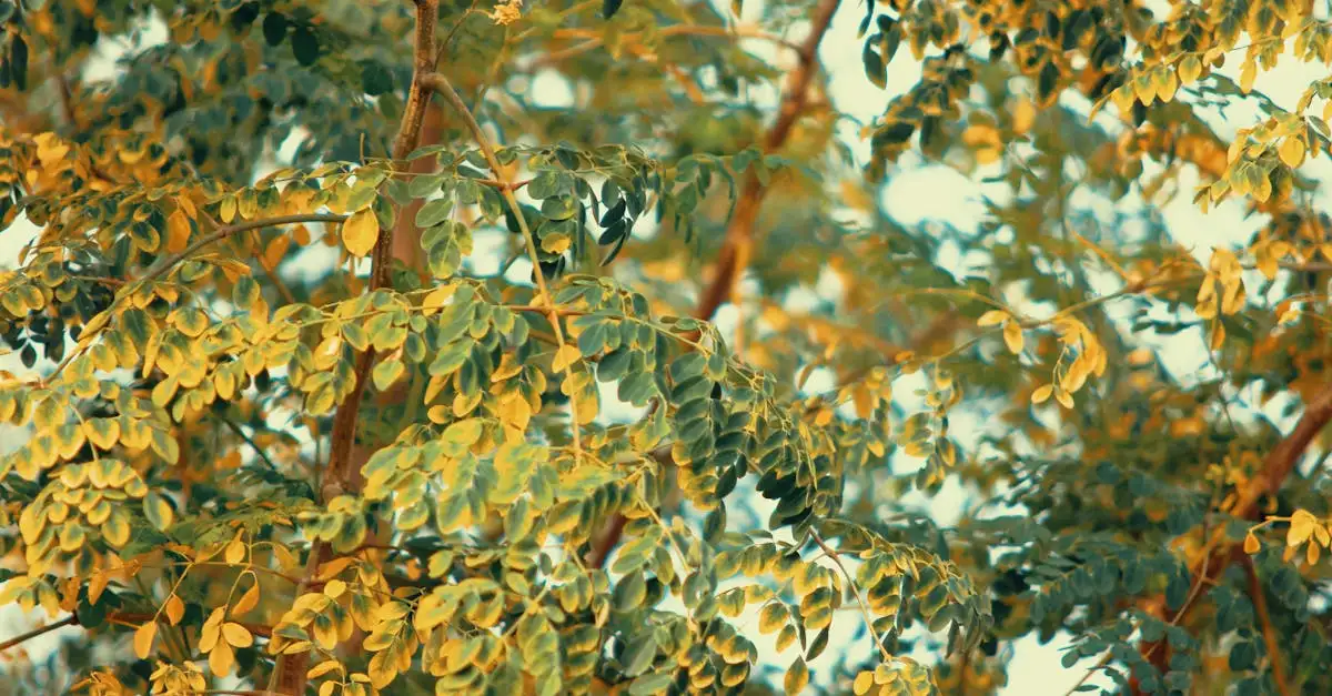 Où trouver les bienfaits du moringa pour la santé ?