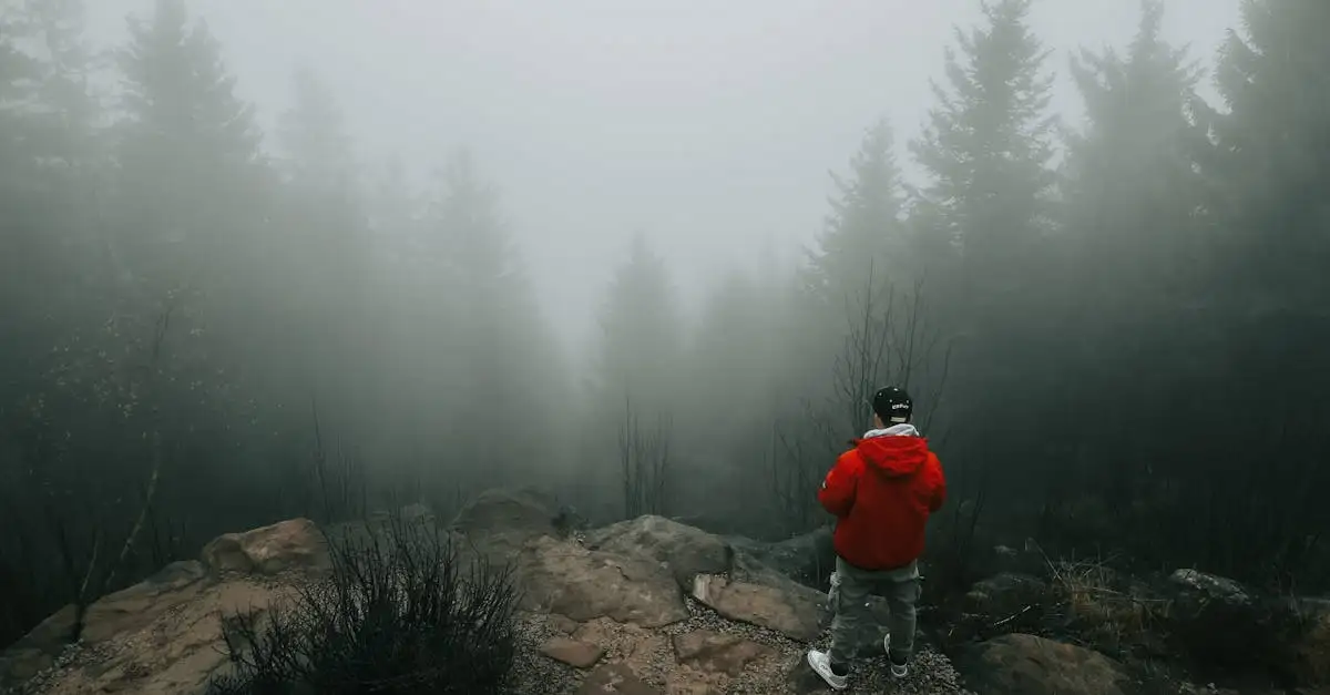 Où trouver les meilleures randonnées en Forêt-Noire ?