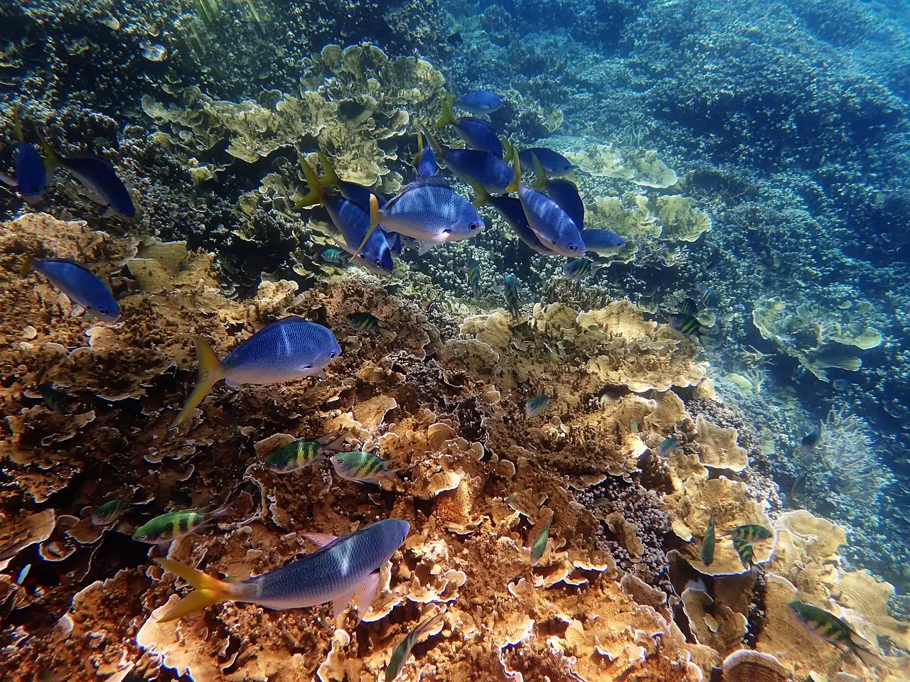 Pourquoi la Grande Barrière de Corail est-elle si belle ?