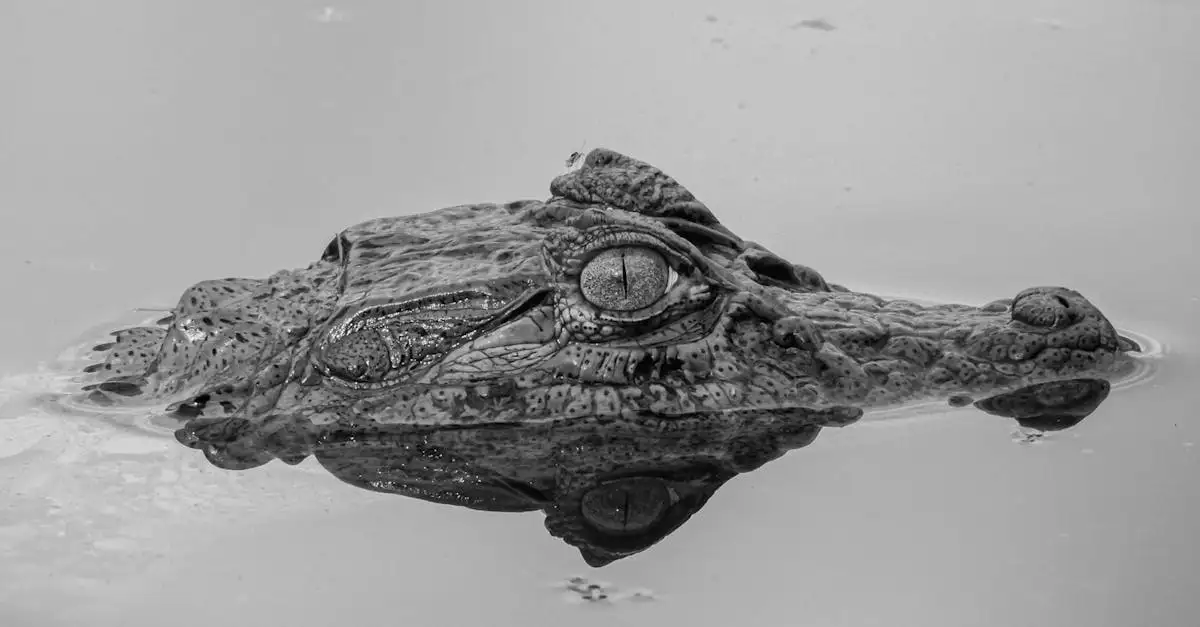 Pourquoi le Pantanal est-il si important pour le Brésil ?