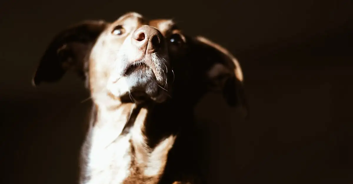 Pourquoi les chiens comprennent-ils si bien le langage corporel ?