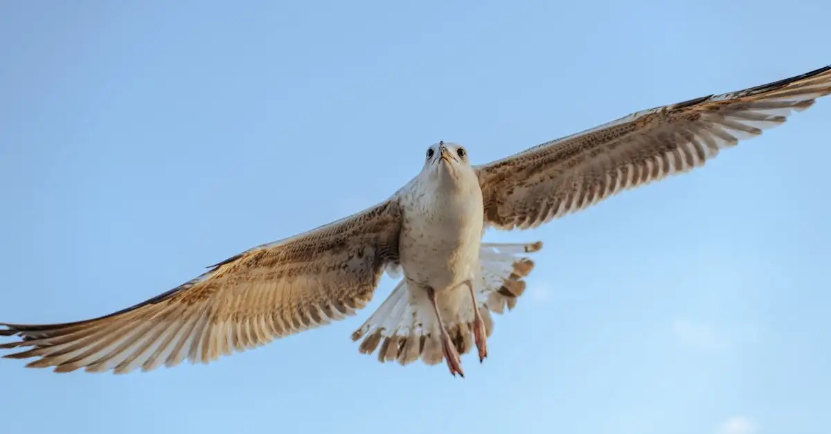 Quel est l'âge maximum d'un oiseau ?