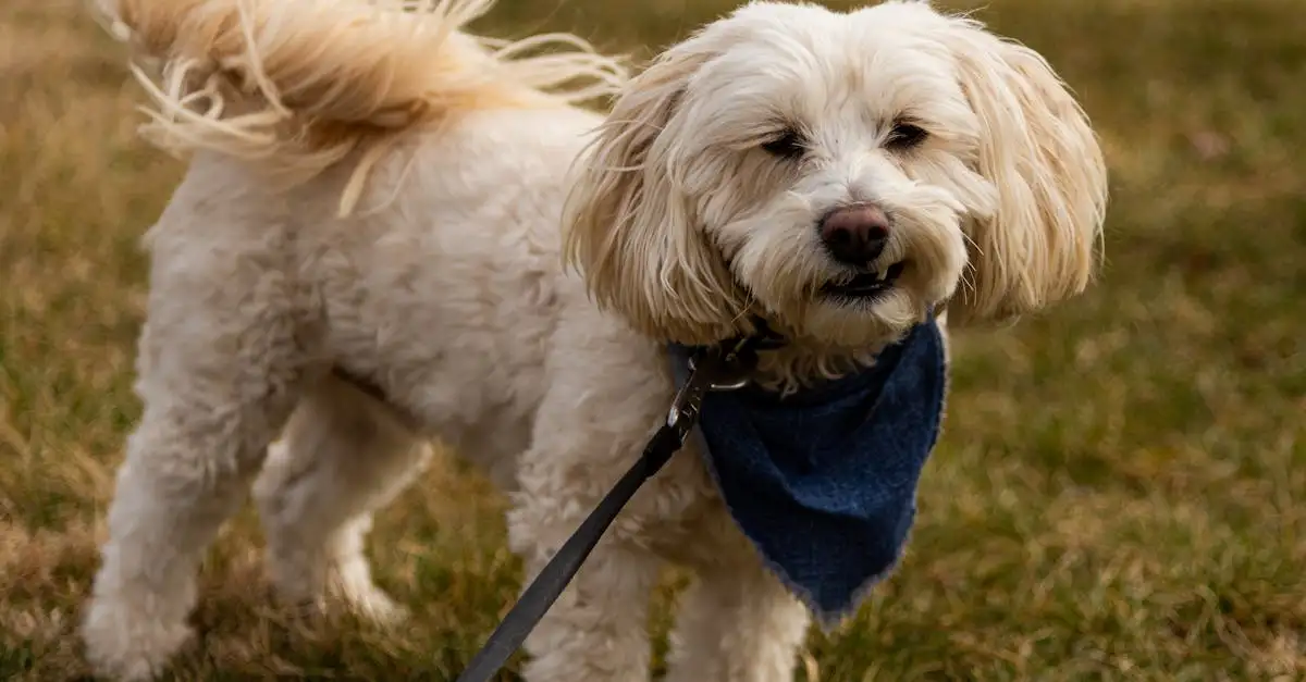 Quel est l'âge moyen d'un shih tzu en bonne santé ?