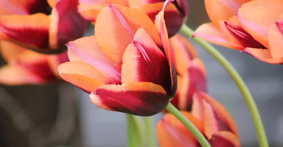 Quelle plante a déclenché la tulipomanie au XVIIe siècle ?