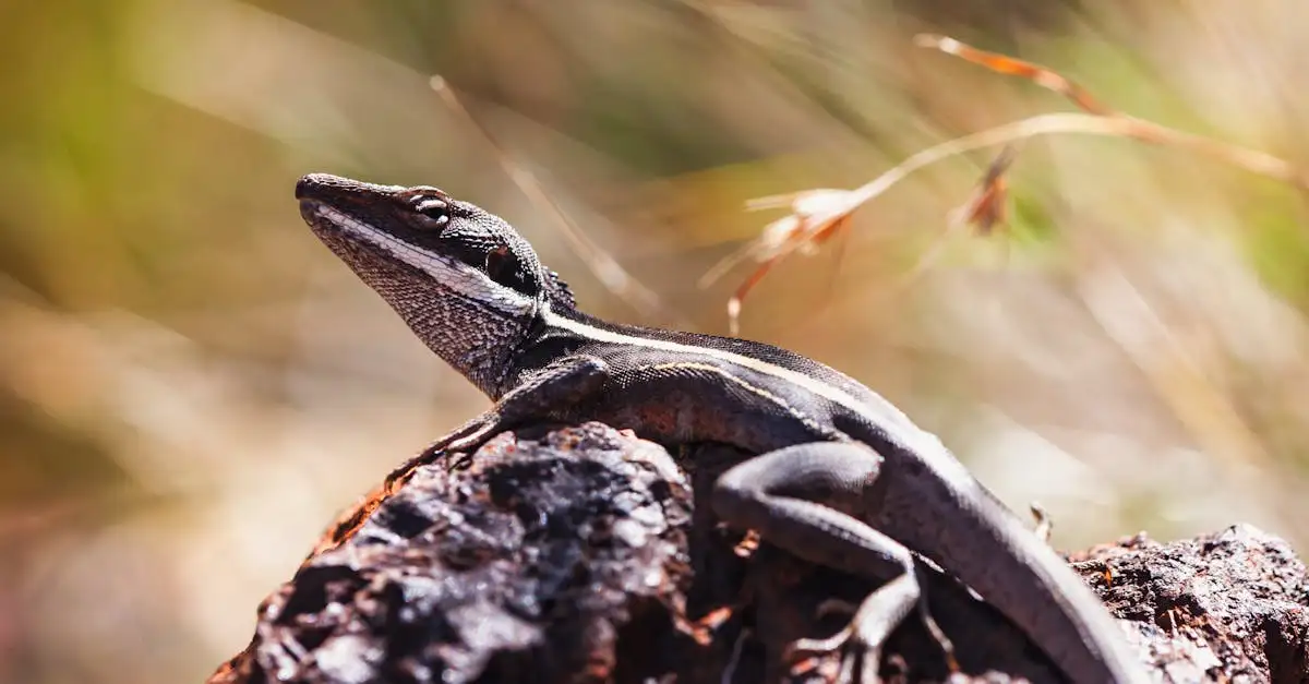 Quels animaux figurent sur les pièces de monnaie australiennes ?