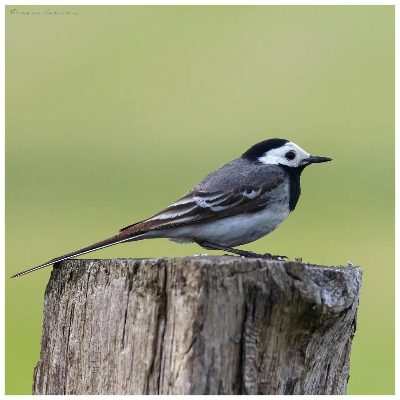 Quels oiseaux ont les périodes de reproduction les plus longues ?