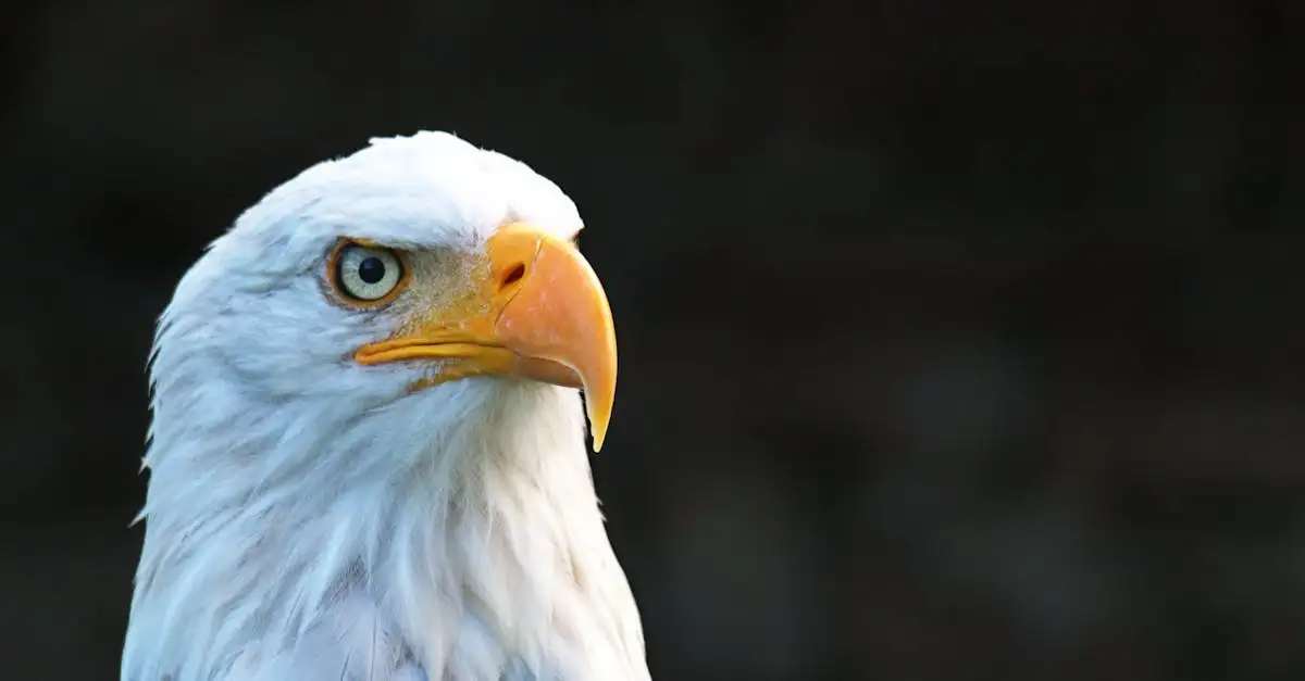Qu'est-ce qui rend la harpie un oiseau de proie puissant ?