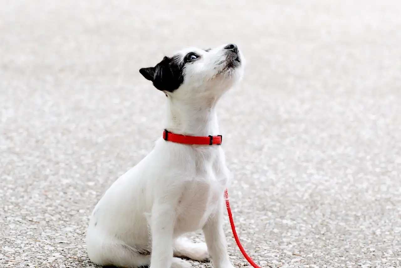 À quel âge séparer un chiot de sa mère ? Réponse ici !