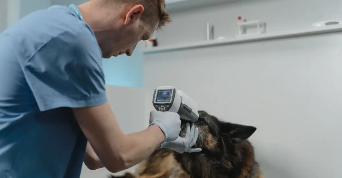 À quelle fréquence emmener votre chien chez le vétérinaire ?