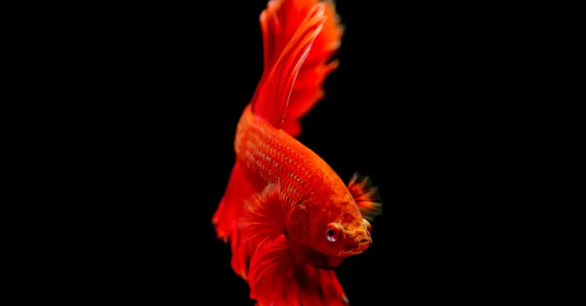 Comment dorment les poissons dans un aquarium ? Découvrez-le !