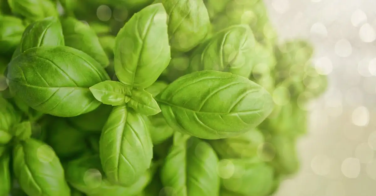 Comment le basilic apaise-t-il un estomac agité ?