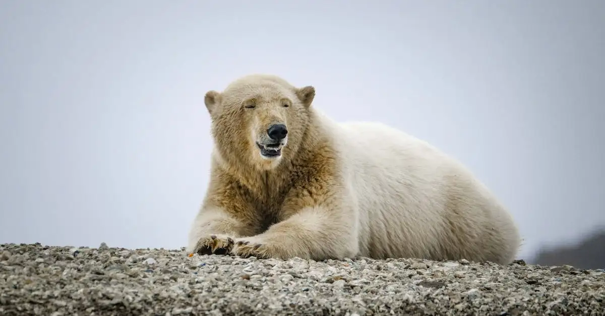 Les ours polaires ressentent-ils vraiment le froid ?