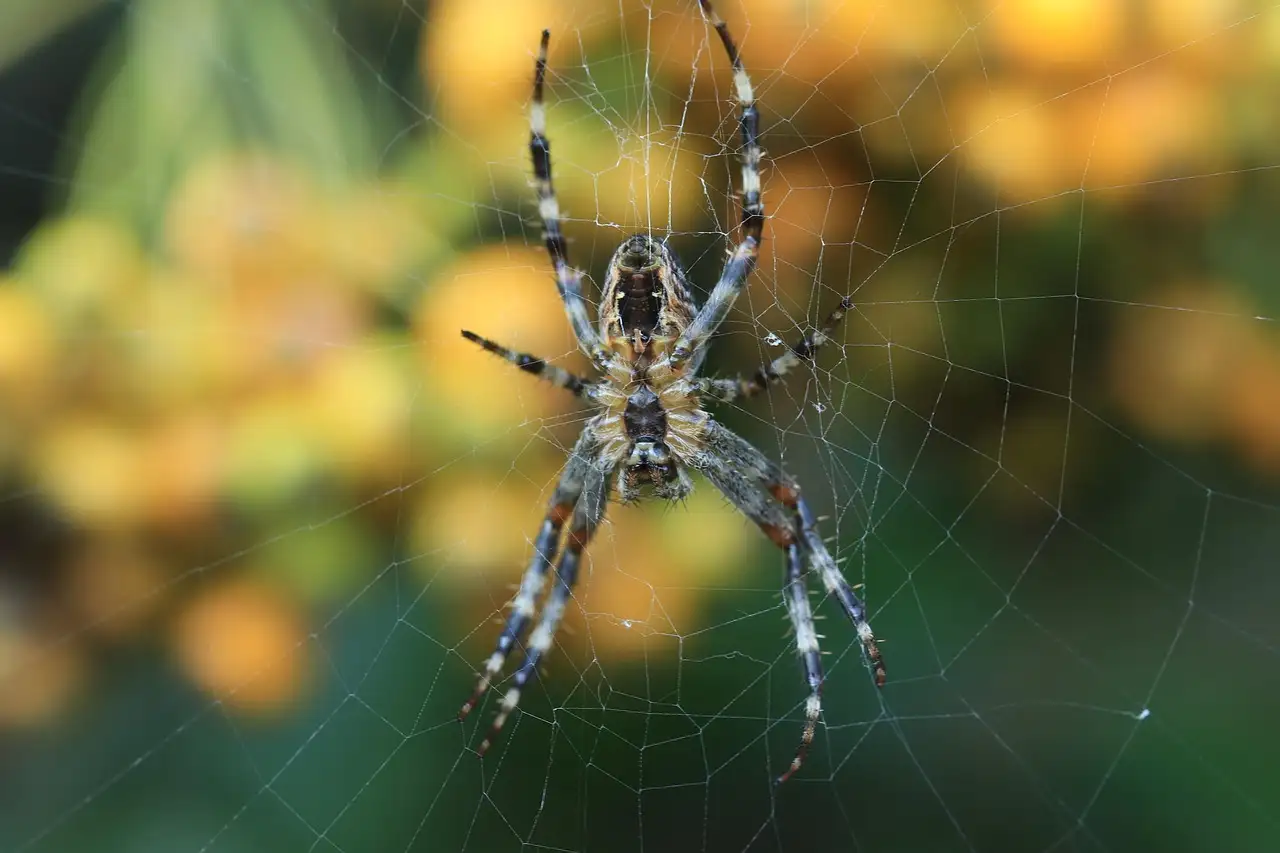Où les araignées sont-elles bénéfiques pour l'écosystème ?