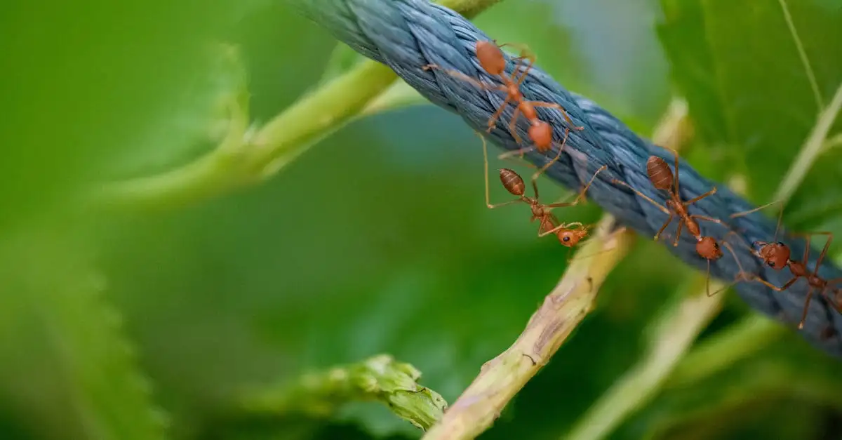 Où trouve-t-on des fourmis utiles et quel est leur rôle ?